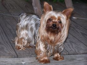 Yorkshire Terrier – Best Places In The World To Retire – International Living